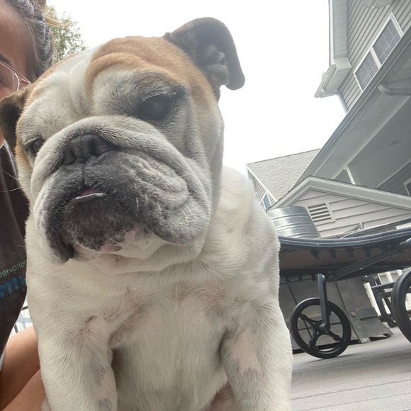 Meet your Posher, Isabella - Picture 1 of 1